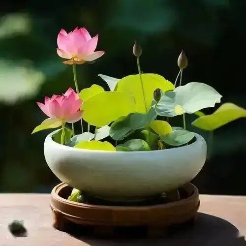 碗莲怎么种植方法图解