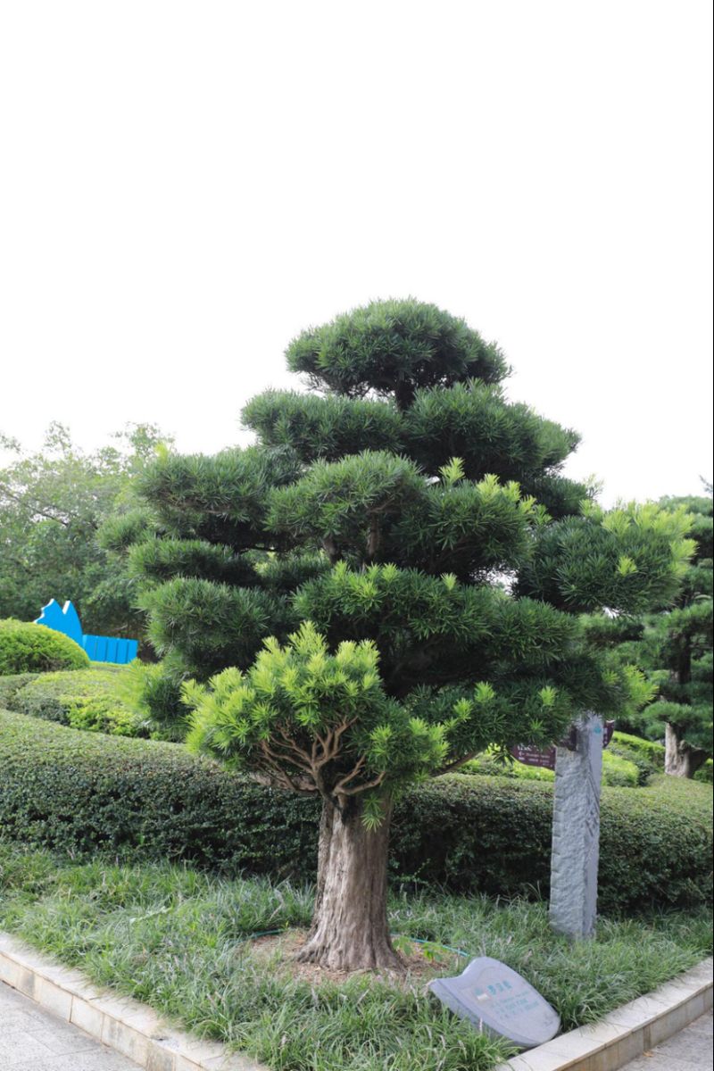 植物科普-罗汉松