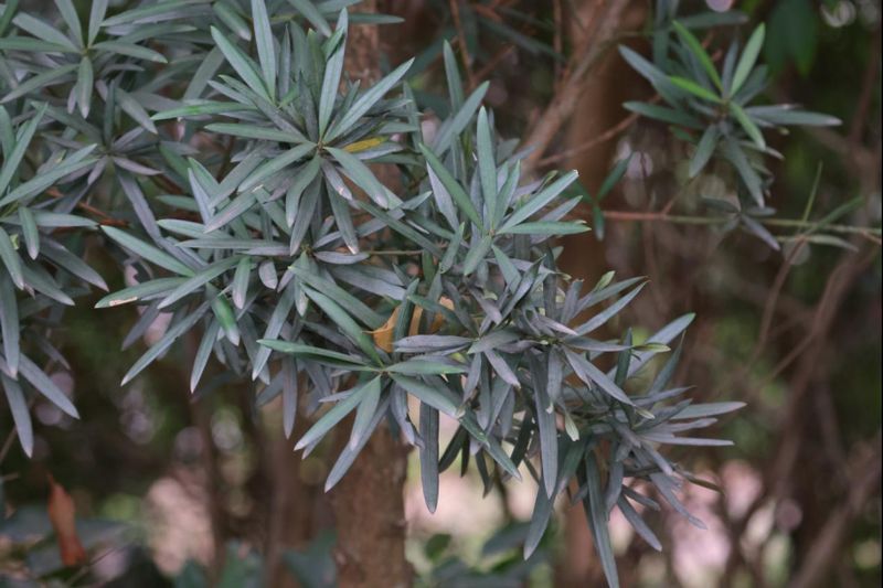 罗汉松种植技术