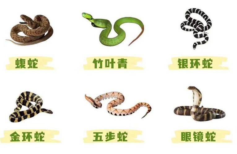 蛇虫咬伤的处理常识
