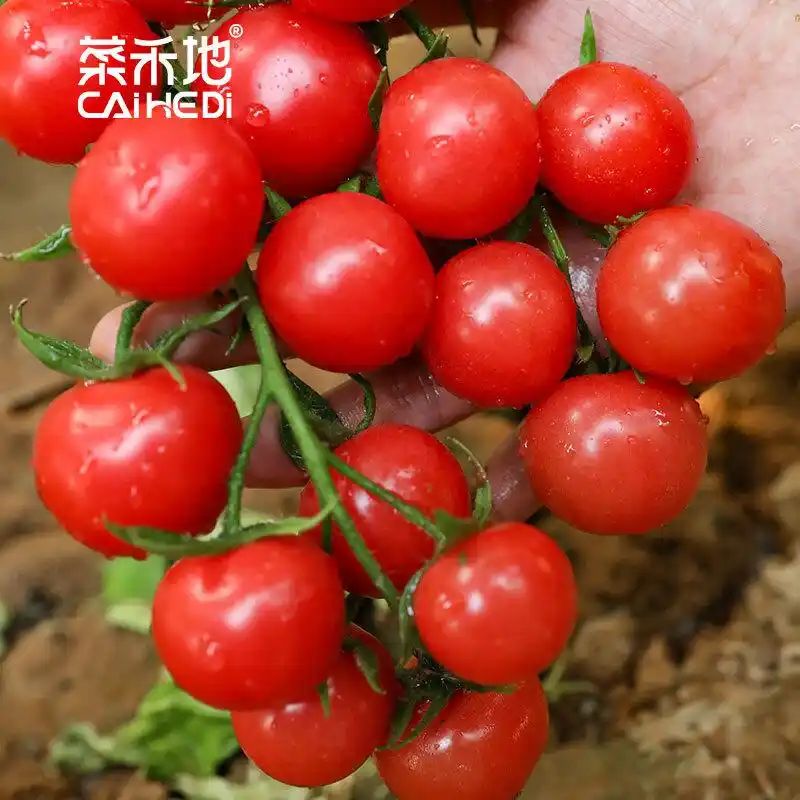 想在阳台实现小番茄自由吗?这份从种子播种到丰收的阳台小番茄种植全攻略,让你轻松开启家庭园艺丰收之旅