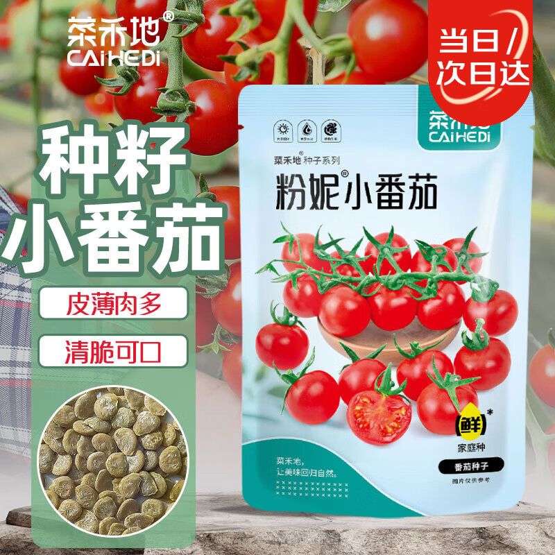 小蕃茄种植技术视频