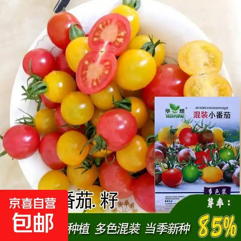 小蕃茄种植技术视频