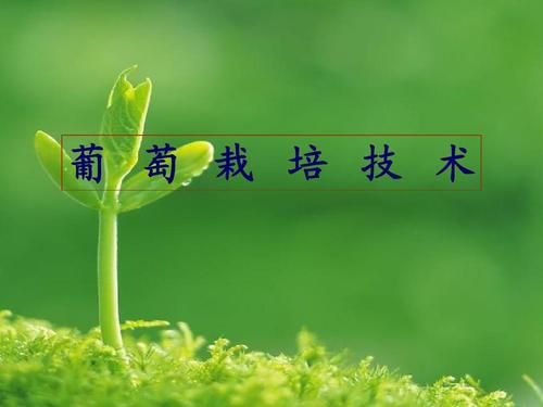 葡萄种植技术宝典