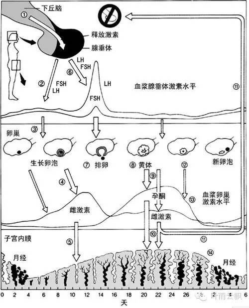 月经不止的治疗方法