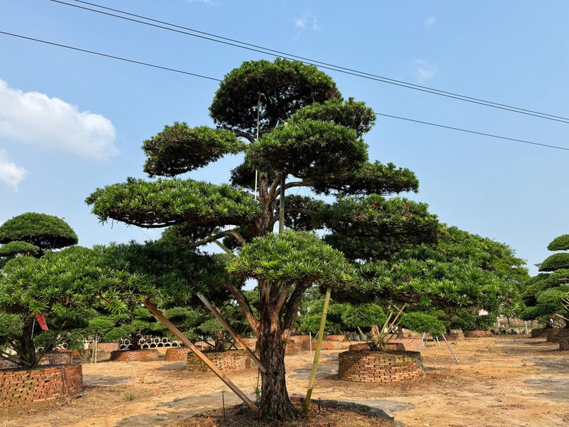 国内罗汉松产地有哪些？