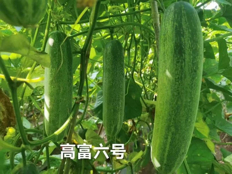 吊瓜种植技术