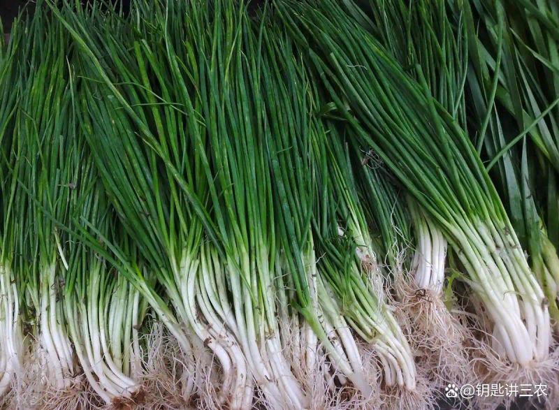 大棚葱种植技术视频