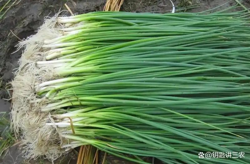 大棚葱种植技术视频