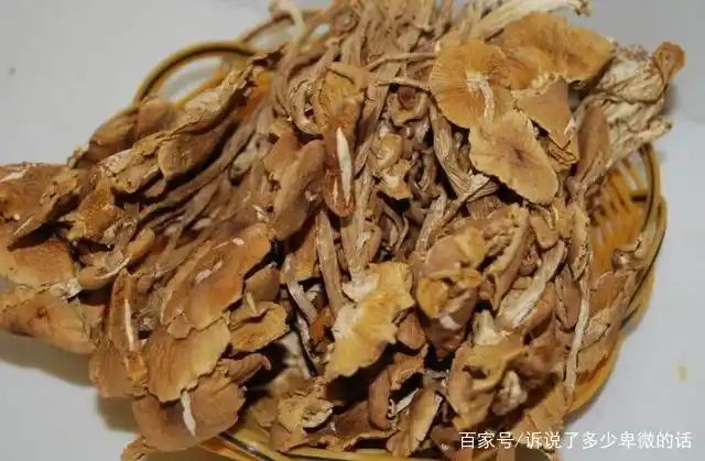 茶树菇种植技术难点