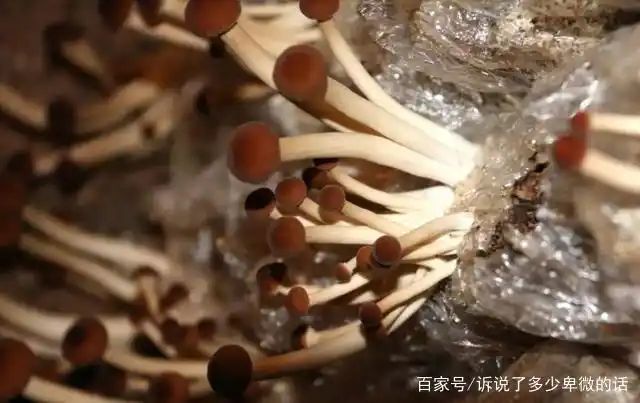 茶树菇种植技术难点