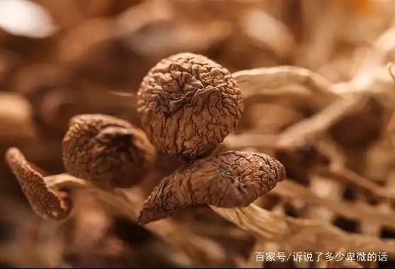 茶树菇种植技术难点