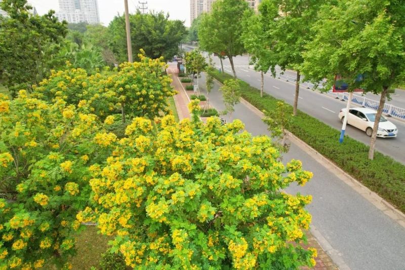 黄花槐的种子有药用价值吗