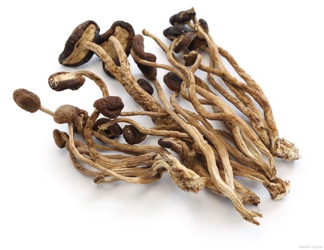 茶树菇种植技术难点