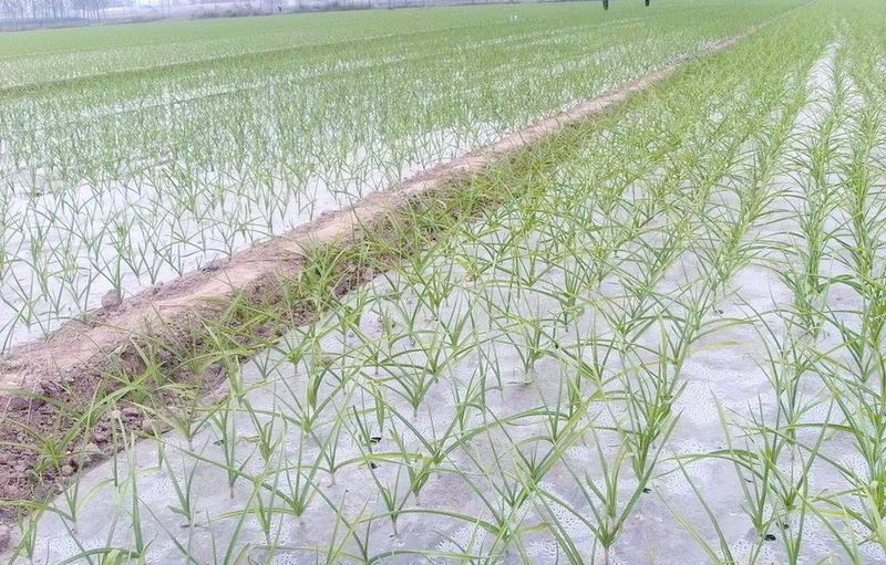 大蒜怎么种植方法