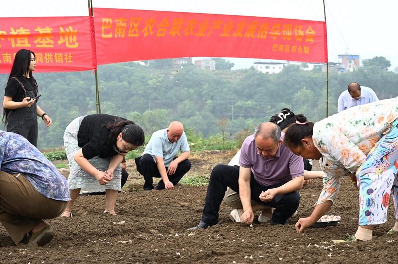 川渝联手！“温江大蒜”在巴南试种