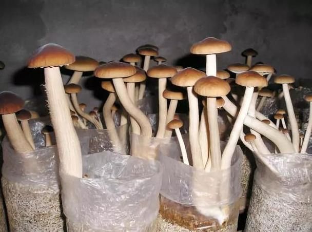 茶树菇种植技术