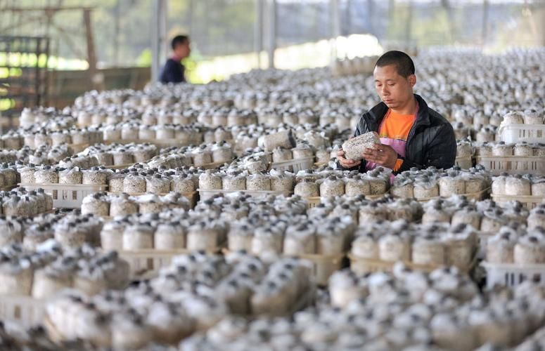 茶树菇种植技术难点