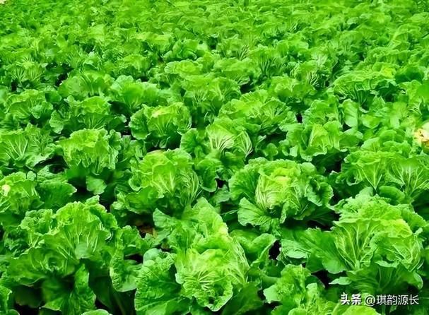 夏季大白菜的种植技术