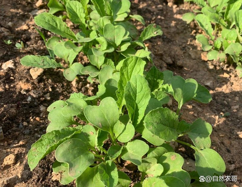 夏季大白菜的种植技术