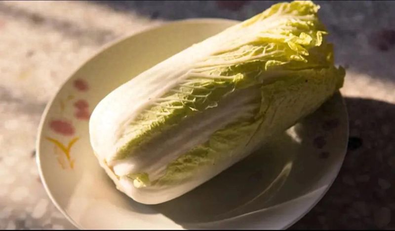 Summer cabbage planting techniques