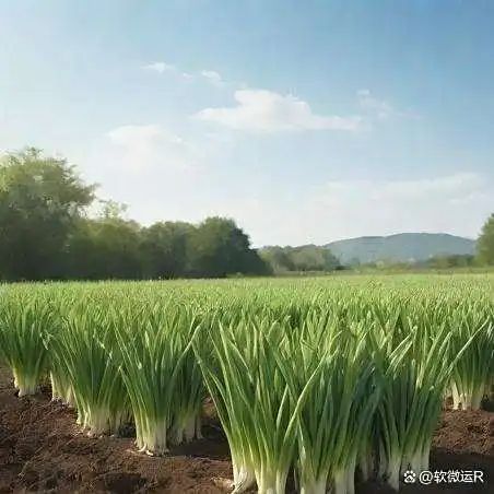 大棚葱种植技术视频