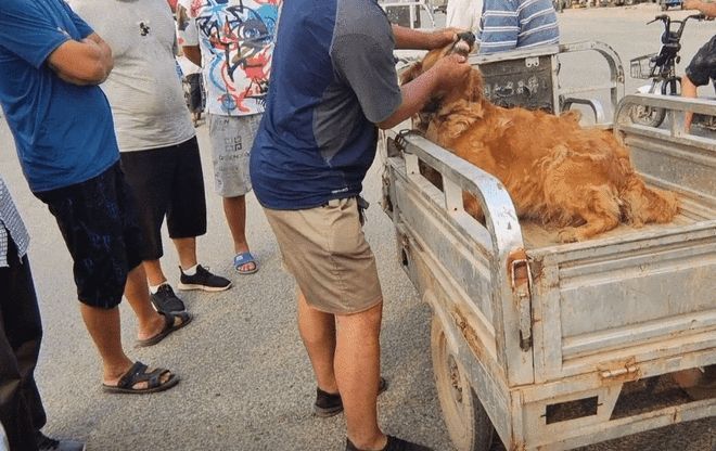 安阳狗市金毛多少钱