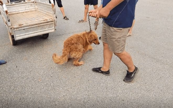 安阳狗市金毛多少钱