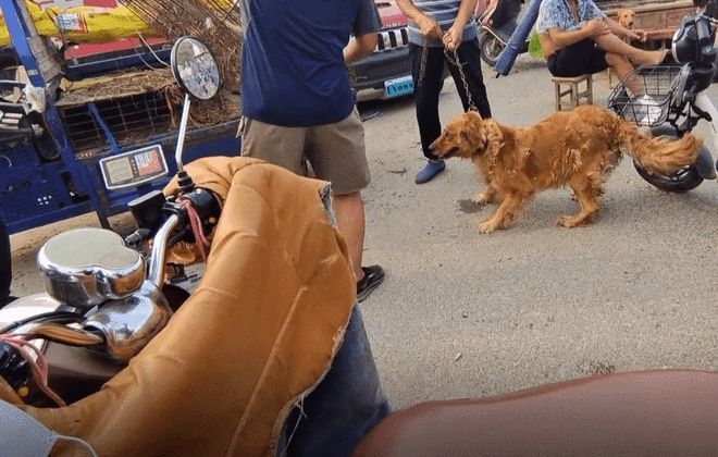 安阳狗市金毛多少钱