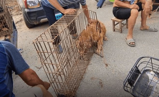 安阳狗市金毛多少钱
