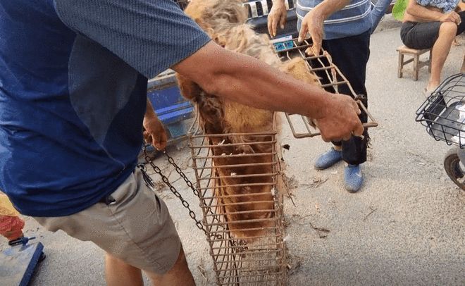 安阳狗市金毛多少钱