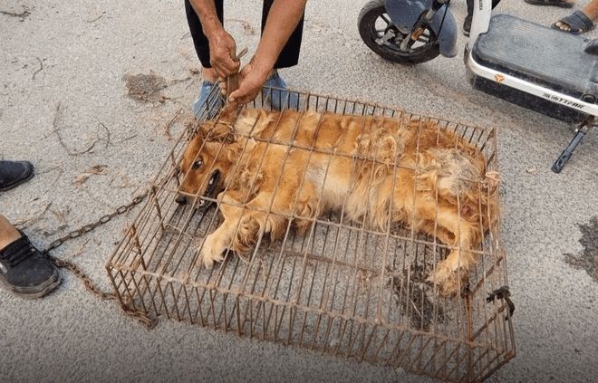 安阳狗市金毛多少钱
