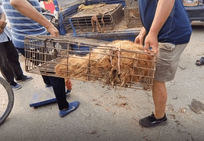 安阳狗市金毛多少钱
