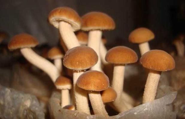茶树菇种植技术难点
