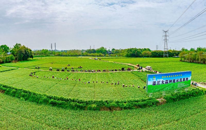 Winjiang garlic growing technology
