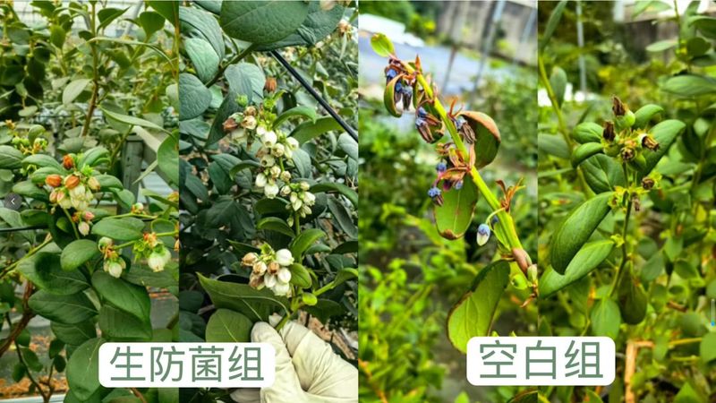 Winjiang garlic growing technology