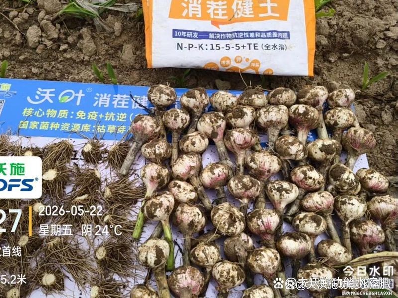 大蒜怎么种植方法