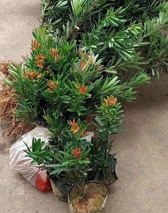 罗汉松种植技术视频
