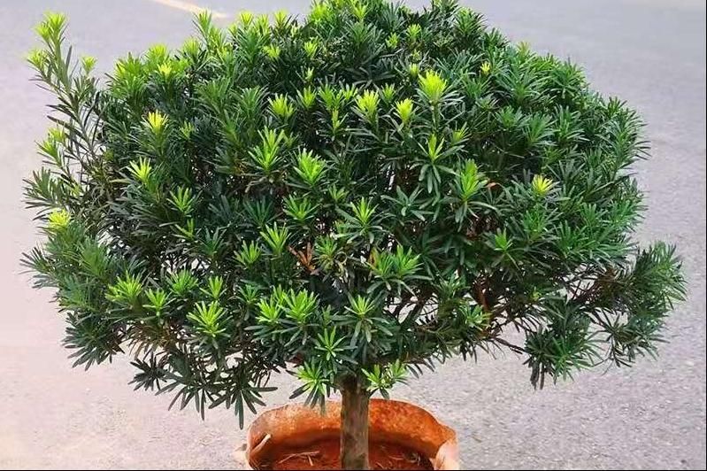 罗汉松种植技术视频
