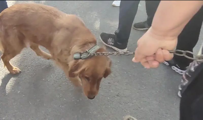 安阳狗市金毛多少钱