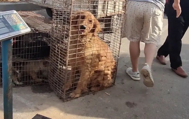 安阳狗市金毛多少钱