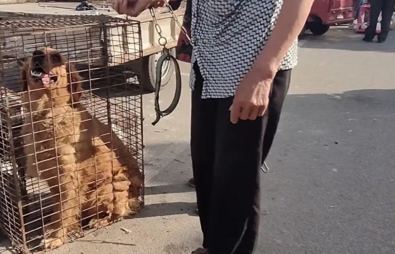 安阳狗市金毛多少钱