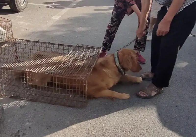 安阳狗市金毛多少钱