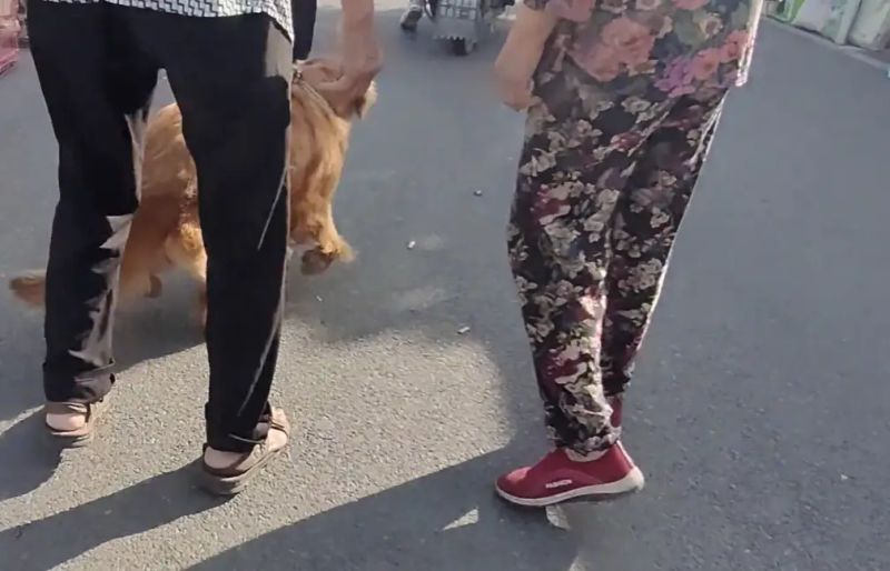 安阳狗市金毛多少钱