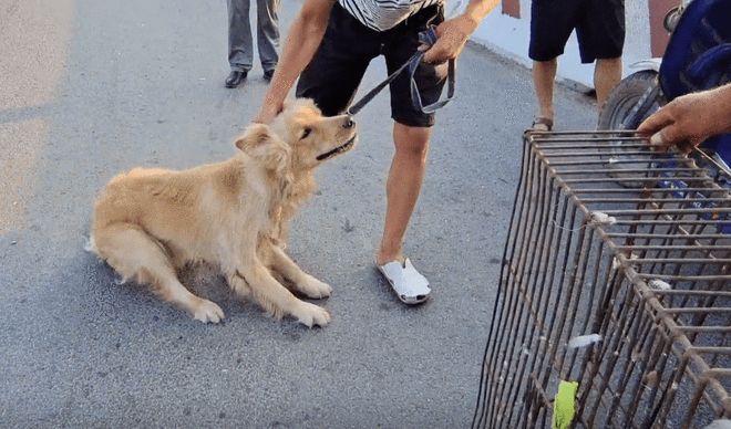 安阳狗市金毛多少钱
