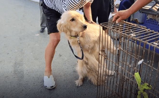 安阳狗市金毛多少钱