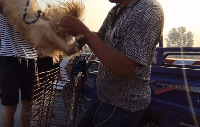 安阳狗市金毛多少钱