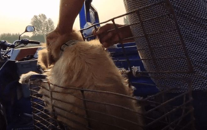 安阳狗市金毛多少钱