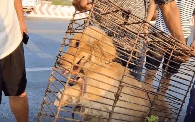 安阳狗市金毛多少钱