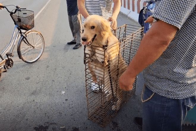 安阳狗市金毛多少钱